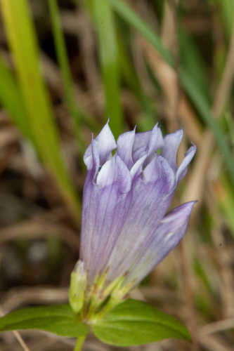 Gentianella quinquefolia #10